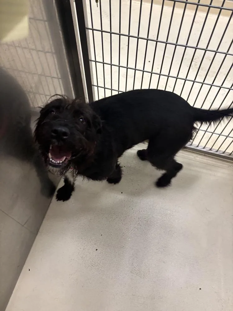 An adult large-sized female Tricolor (Brown, Black, & White) Airedale Terrier dog named Frazzle for adoption in Kalamazoo, MI