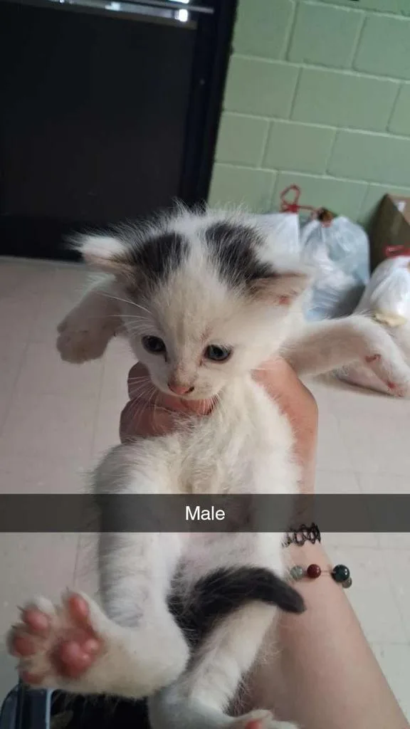 A baby small-sized male Domestic Short Hair cat named Wobble for adoption in Burnsville, NC