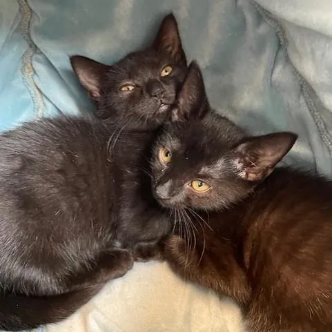 A baby medium-sized female Black Domestic Short Hair cat named Nova for adoption in Stafford, VA