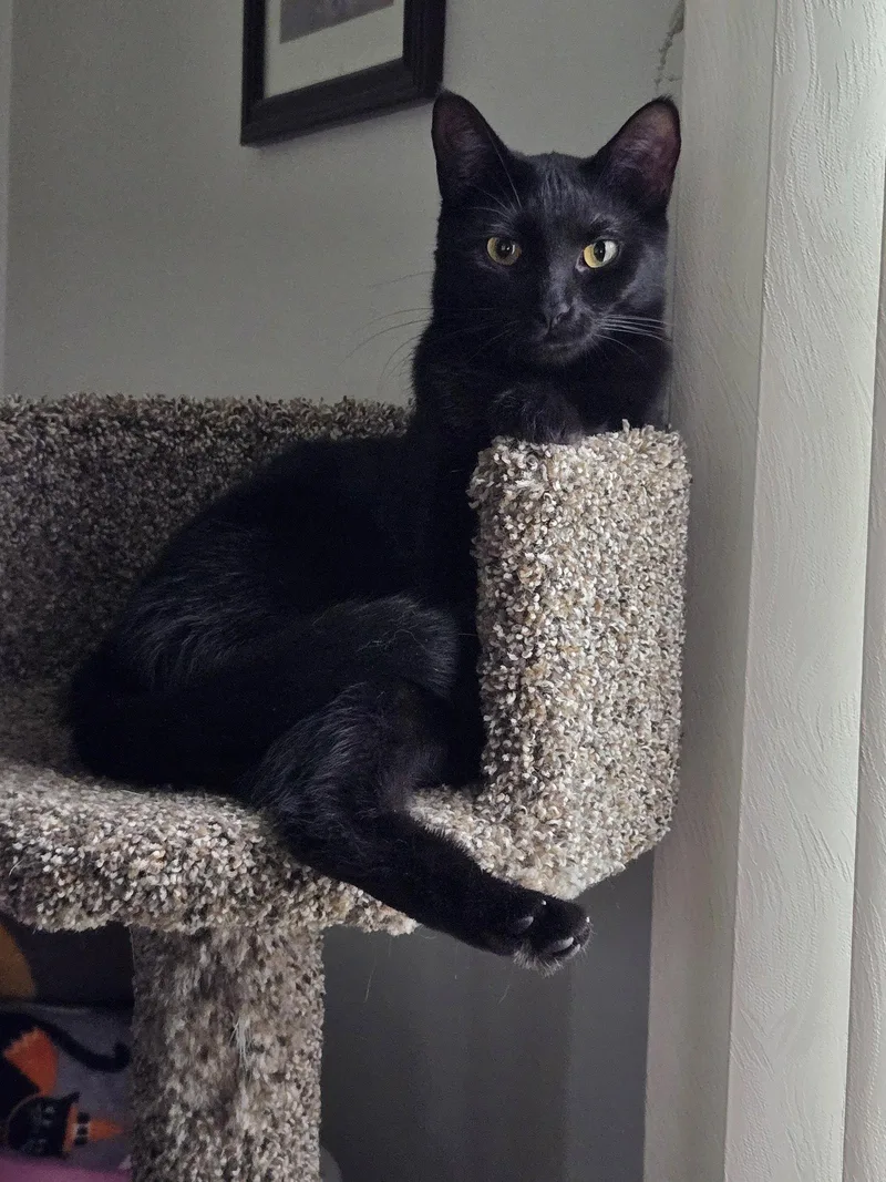 A young medium-sized female Black Domestic Short Hair cat named Buzzy for adoption in Rochester, NY