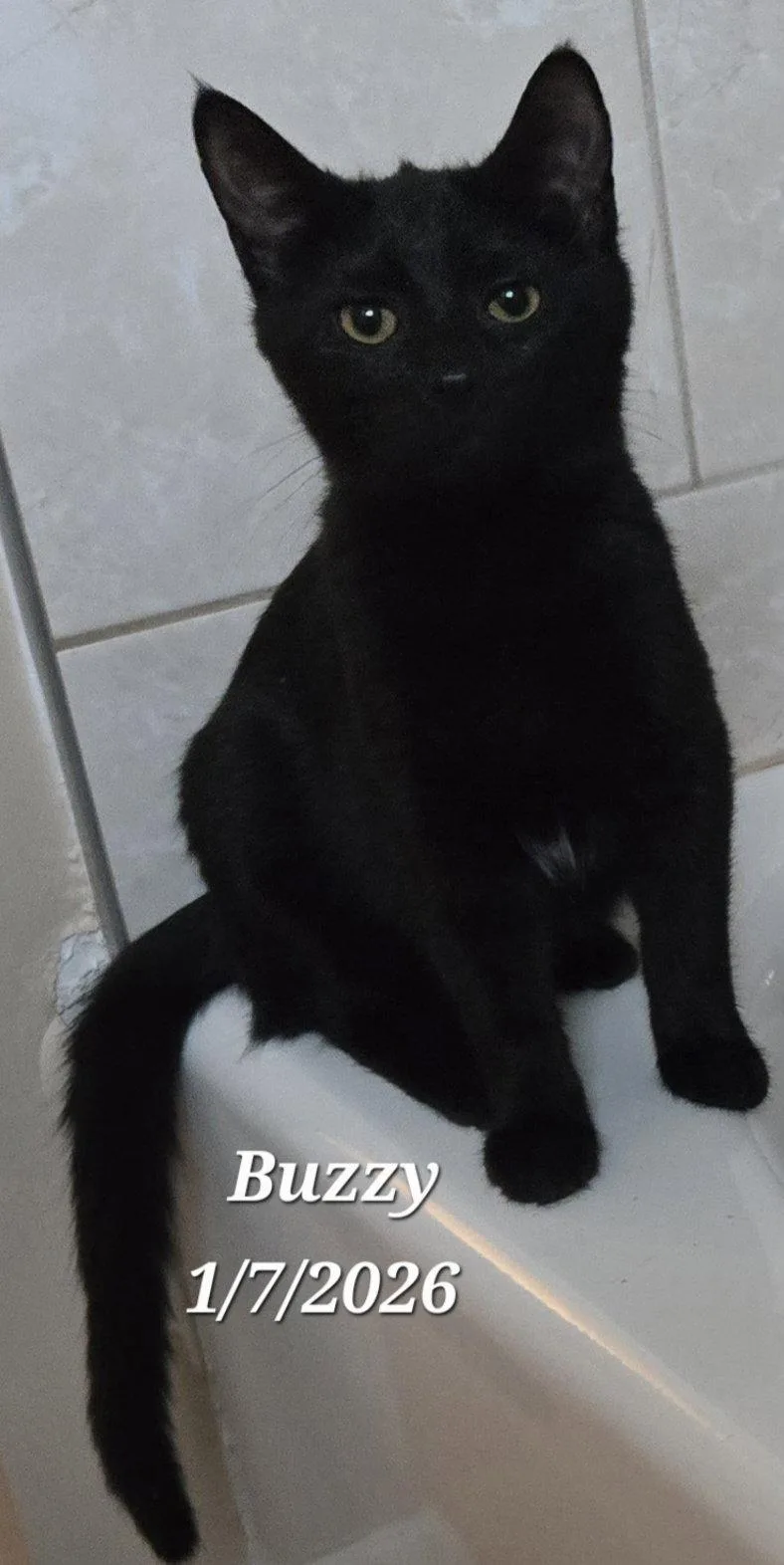 Buzzy thumbnail 3