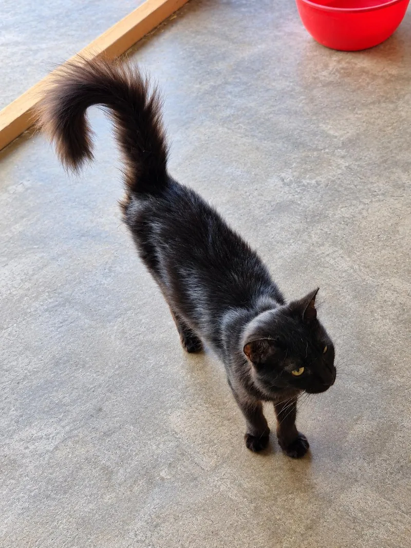 A young large-sized male Black Domestic Long Hair cat named Elliot for adoption in Phoenix, AZ