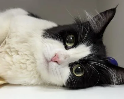 An adult small-sized male Domestic Long Hair cat named Schwinn for adoption in West Seneca, NY