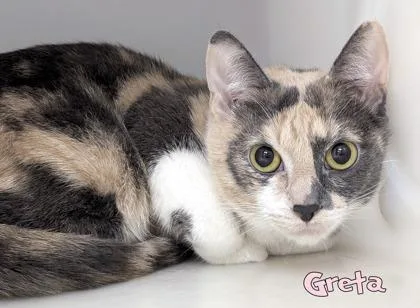 An adult medium-sized female Domestic Short Hair cat named Greta for adoption in Mason, MI