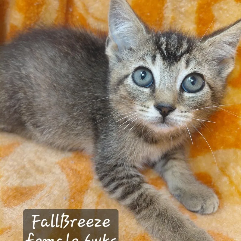 A baby small-sized female Domestic Short Hair cat named Fallbreeze for adoption in New Tazewell, TN