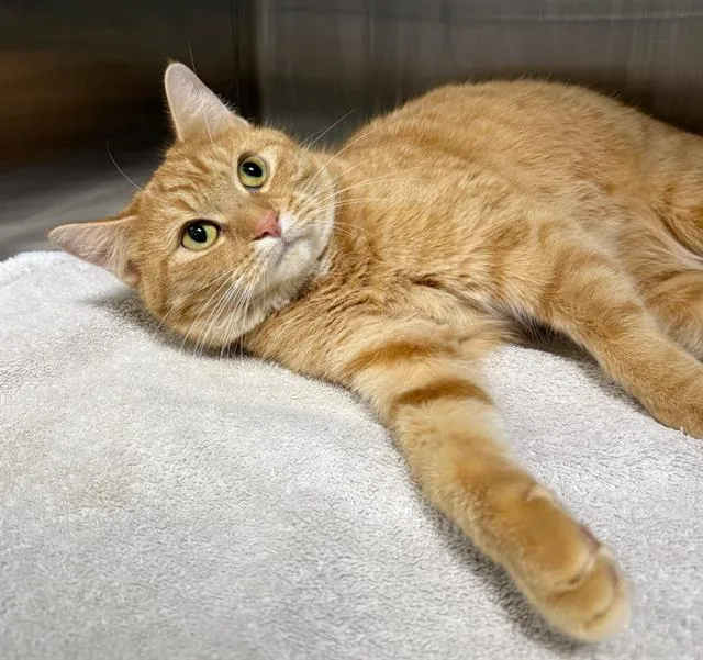 A young medium-sized female Domestic Short Hair cat named Brioche for adoption in Peoria, IL
