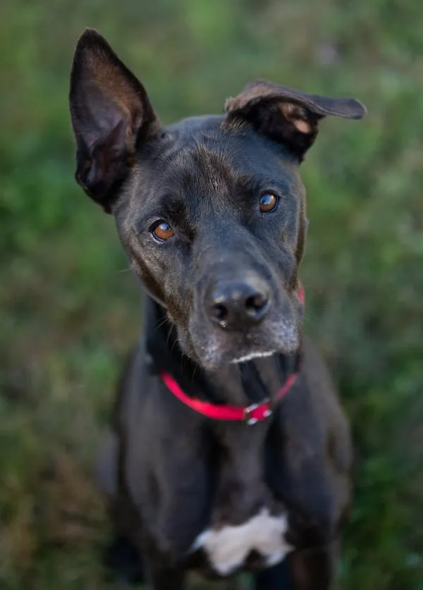 An adult large-sized male Labrador Retriever dog named Harry for adoption in Stratham, NH