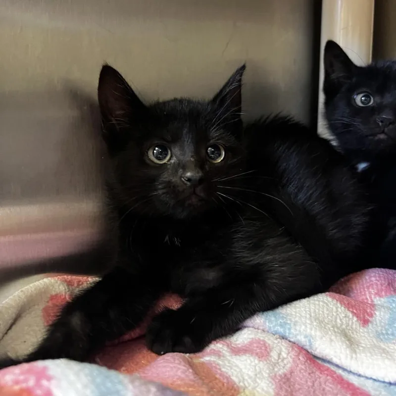 A baby small-sized male Black Domestic Short Hair cat named Moon for adoption in Harrisville, WV