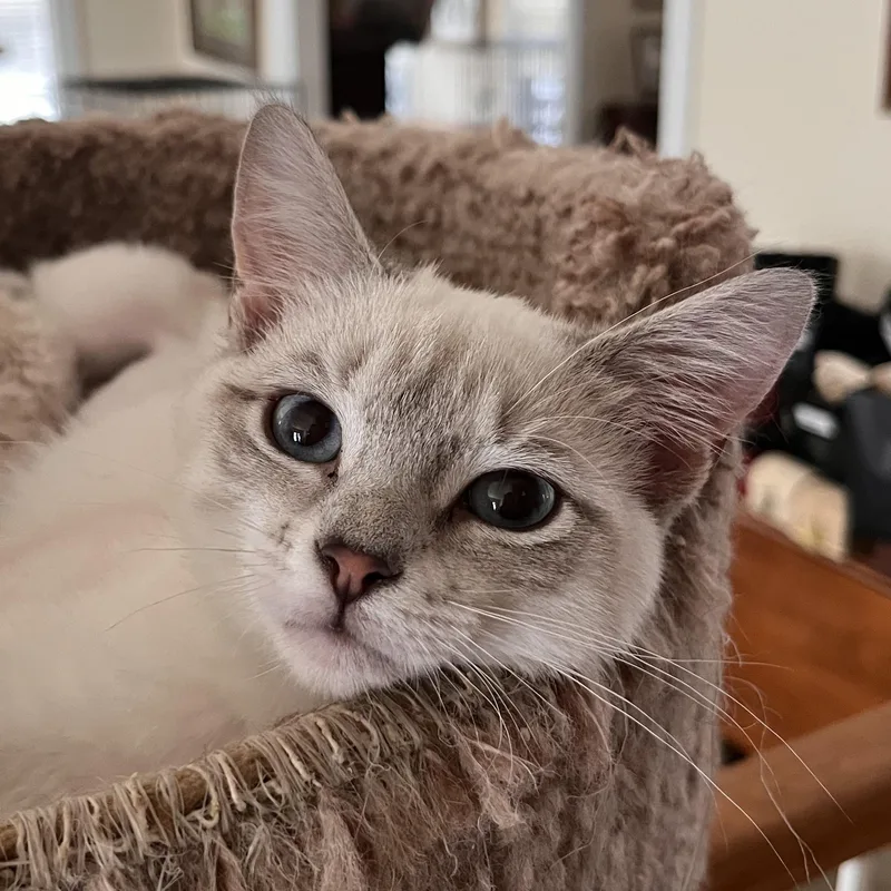 Gabriella thumbnail 2