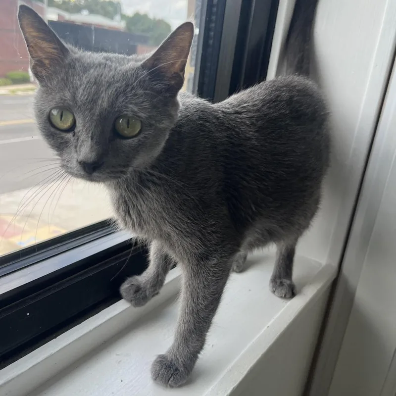 A young medium-sized female Gray / Blue / Silver Domestic Short Hair cat named Mama for adoption in St. Louis, MO