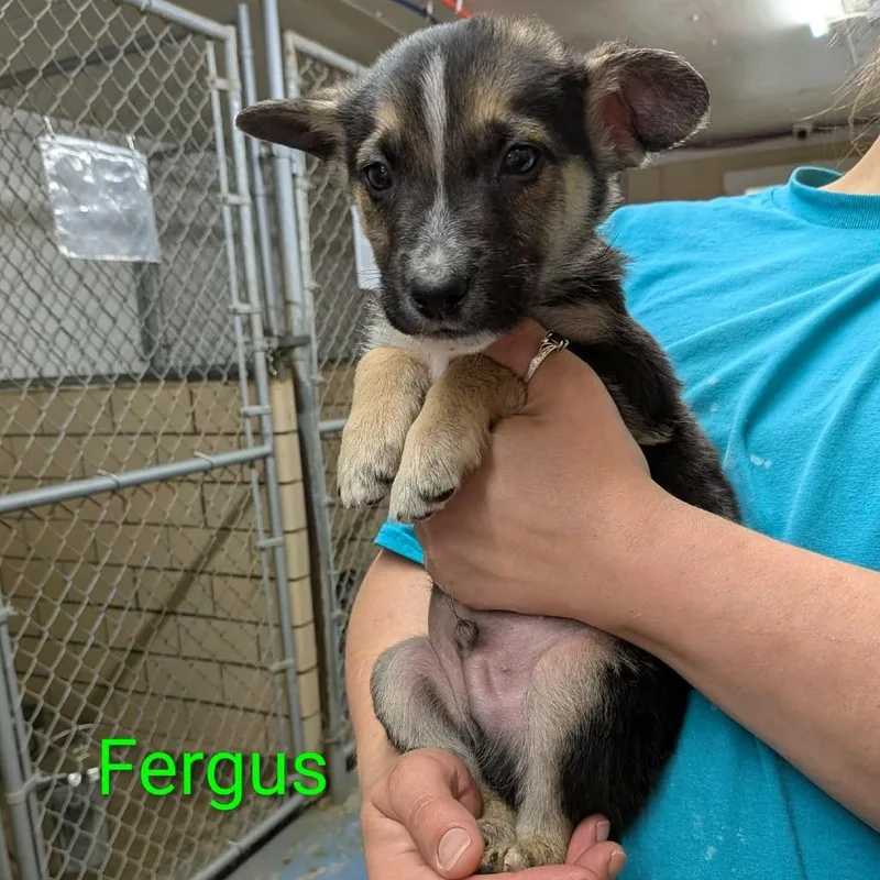A baby small-sized male Brown / Chocolate German Shepherd Dog dog named Fergus for adoption in Greenville, PA