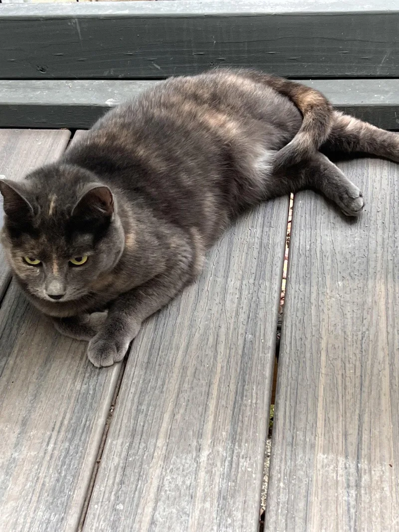 A young medium-sized female Tortoiseshell cat named Pumpkin for adoption in Fayetteville, GA