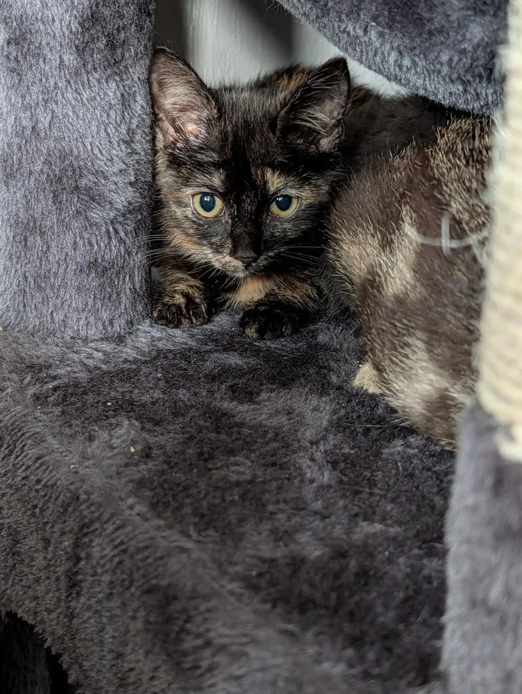 A baby small-sized female Domestic Short Hair cat named Oreana for adoption in Virginia Beach, VA