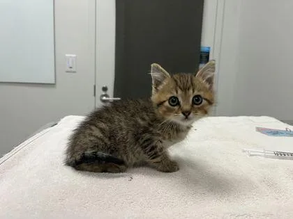 A baby small-sized male Brown / Chocolate Domestic Short Hair cat named Mochi for adoption in Kansas City, MO