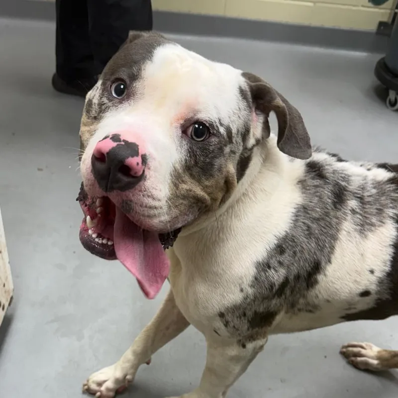 An adult large-sized male Gray / Blue / Silver Mixed Breed dog named Doug for adoption in Columbus, GA
