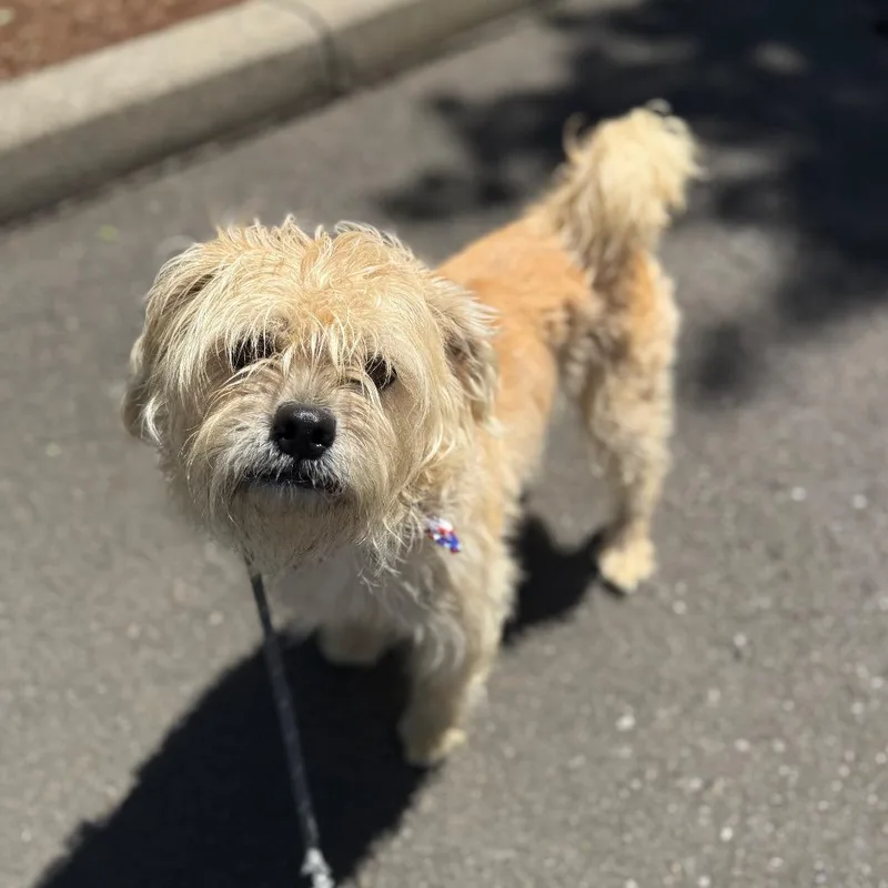 An adult medium-sized male Yellow / Tan / Blond / Fawn Maltese dog named Louie for adoption in Newberg, OR