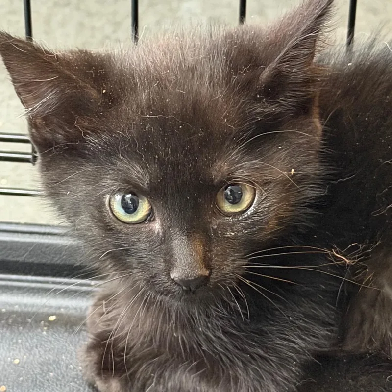 A baby small-sized male Black Domestic Long Hair cat named Dubois for adoption in Idaho Falls, ID