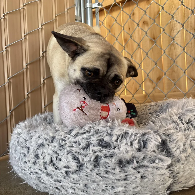 A young small-sized female Pug dog named Norma for adoption in Joshua Tree, CA