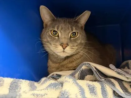 Chili Paste thumbnail 2