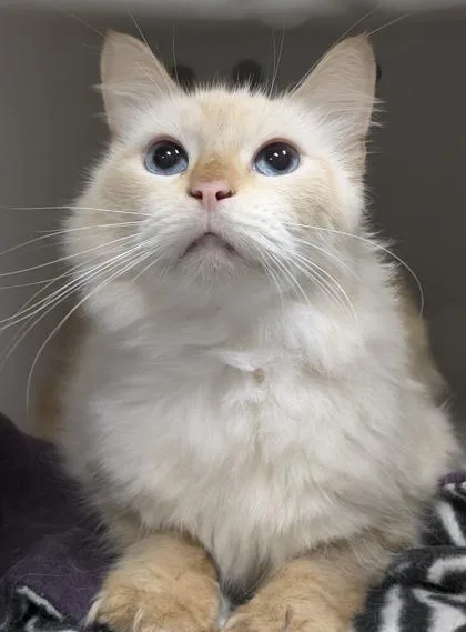 A senior medium-sized male Domestic Short Hair cat named Popeye for adoption in Mason, MI
