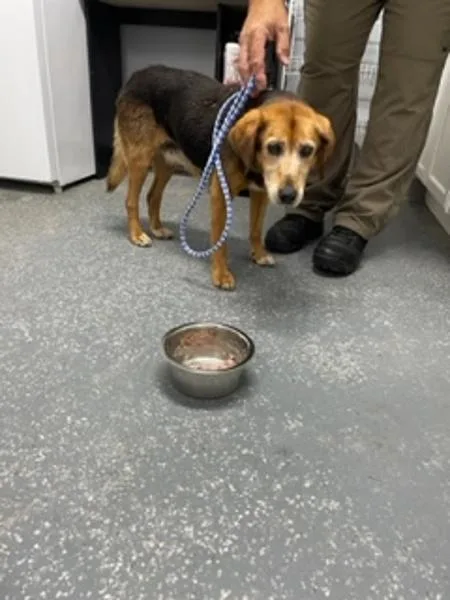 A senior medium-sized female Hound dog named Helen for adoption in Morristown, TN