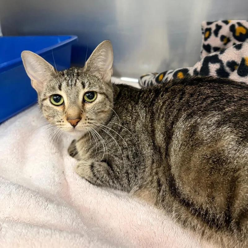An adult medium-sized female Brown / Chocolate Domestic Short Hair cat named Tarot for adoption in Spokane, WA