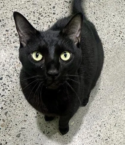 An adult small-sized male Domestic Short Hair cat named Freddie Purrcury for adoption in Sacramento, CA