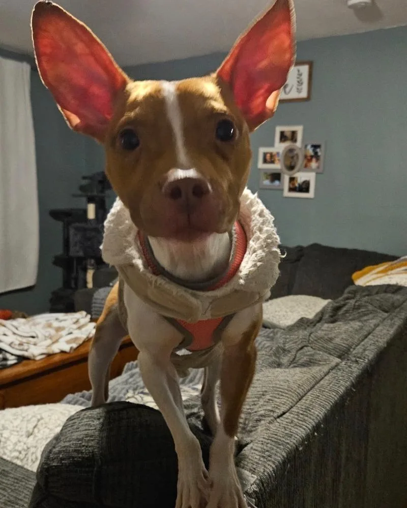 Myla thumbnail 2