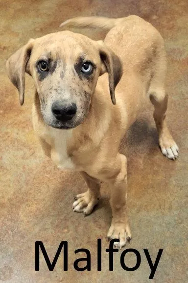 A baby large-sized male Catahoula Leopard Dog dog named Malfoy for adoption in Mountain View, AR