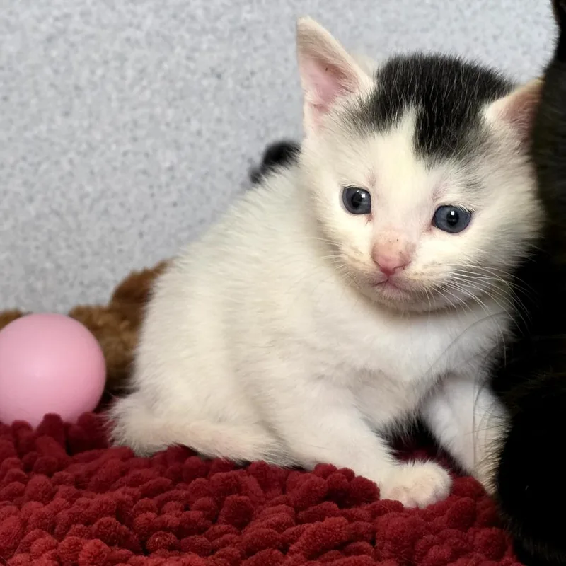 A baby small-sized female Black Domestic Short Hair cat named Aurora for adoption in Santa Barbara, CA