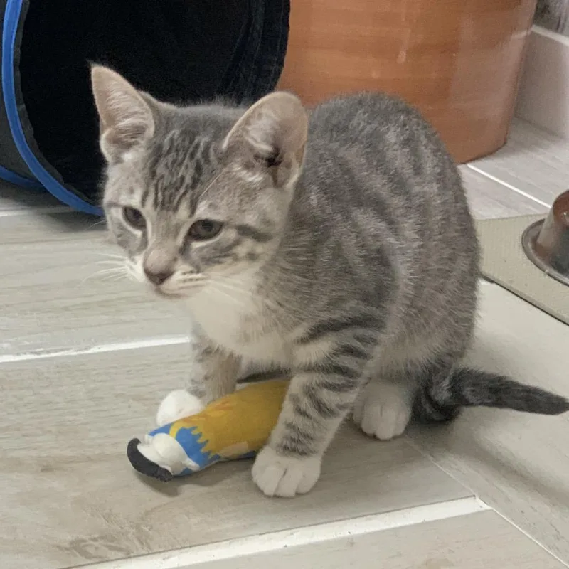 A baby small-sized female Gray / Blue / Silver Domestic Short Hair cat named Prim for adoption in Franklin, NC