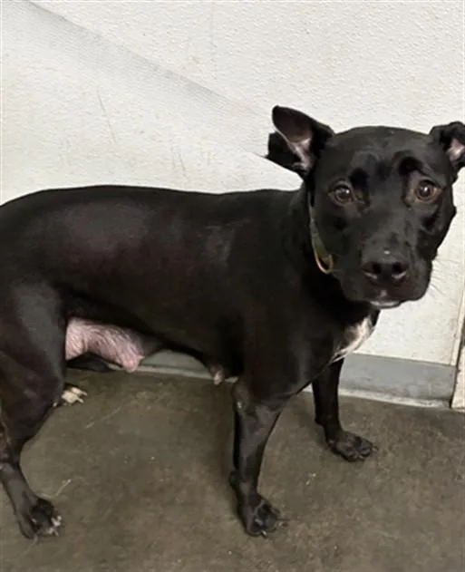 An adult medium-sized female Pit Bull Terrier dog named Kiara for adoption in Los Angeles, CA