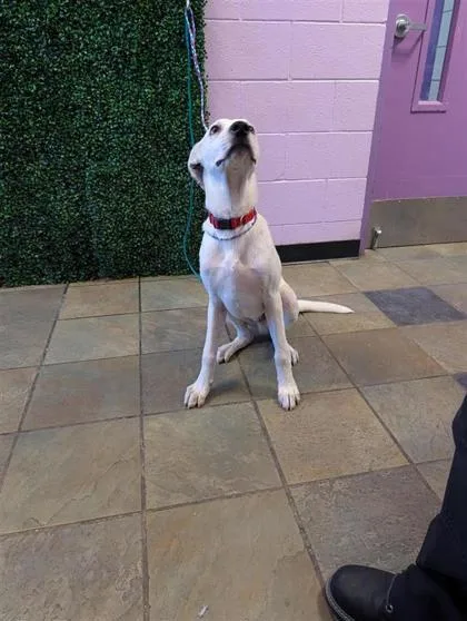 A young large-sized male Mixed Breed dog named Trout for adoption in El Paso, TX