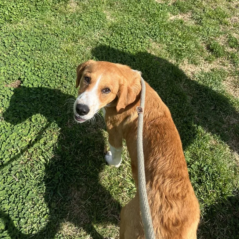 A baby medium-sized male Yellow / Tan / Blond / Fawn Great Pyrenees dog named One In A Million for adoption in Nashville, TN