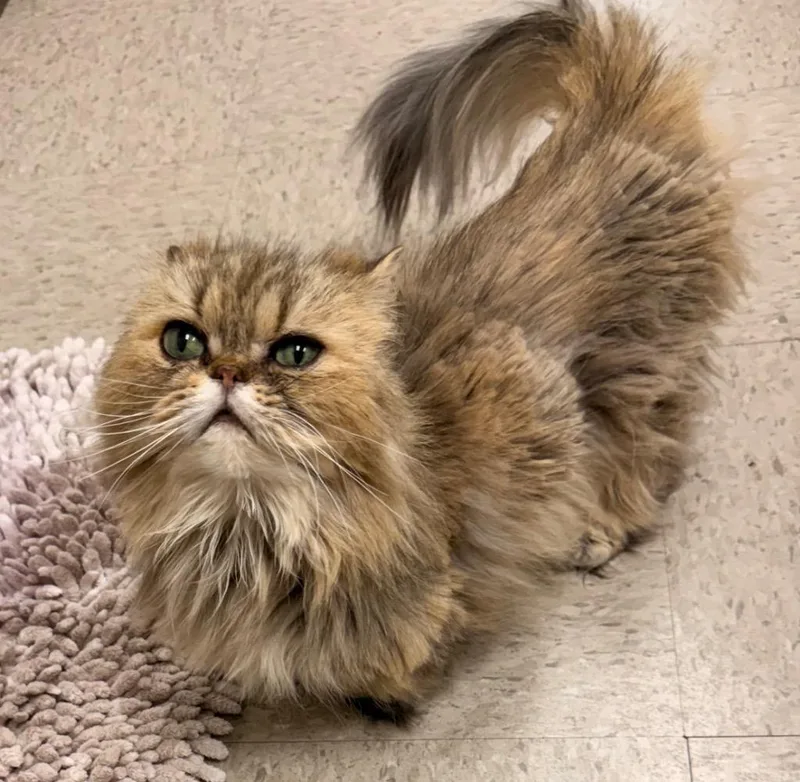 A senior small-sized female Persian cat named Tiramisu for adoption in Defiance, OH