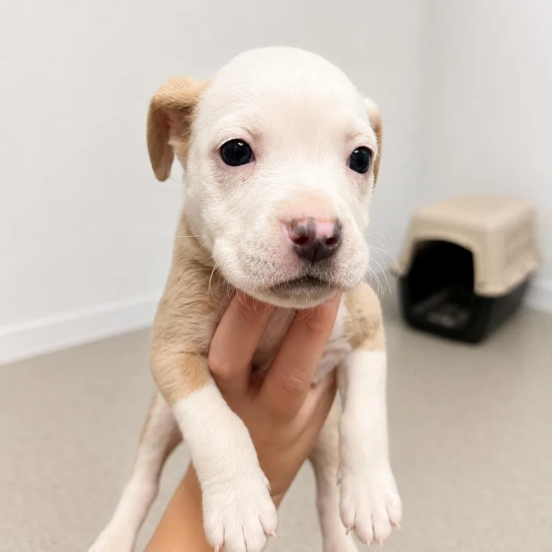 A young medium-sized female American Staffordshire Terrier dog named Madame Mim for adoption in Portland, ME