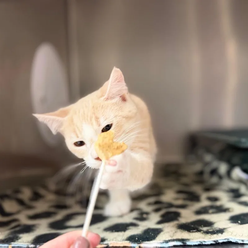 A young small-sized male Buff / Tan / Fawn Domestic Short Hair cat named Montero for adoption in Chippewa Falls, WI