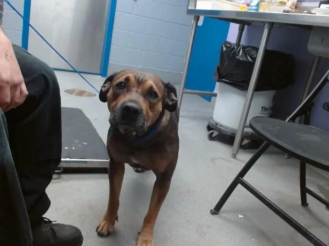 A young large-sized female Pit Bull Terrier dog named Shy for adoption in Albuquerque, NM