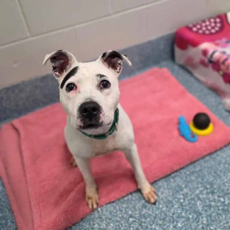A senior medium-sized female White / Cream Pit Bull Terrier dog named Mia for adoption in Greensboro, NC
