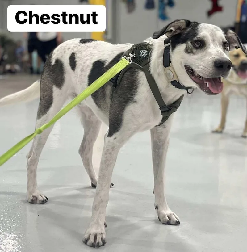 Chestnut thumbnail 2