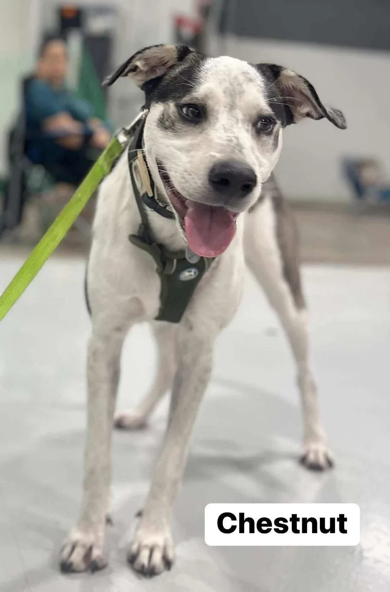 Chestnut thumbnail 3