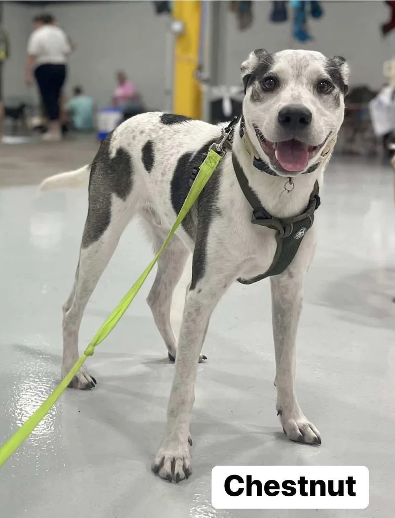 Chestnut thumbnail 4