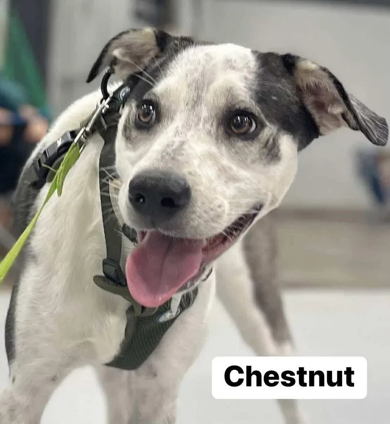 Chestnut thumbnail 5