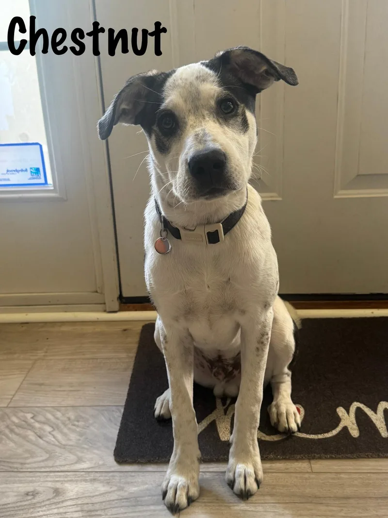 Chestnut thumbnail 6