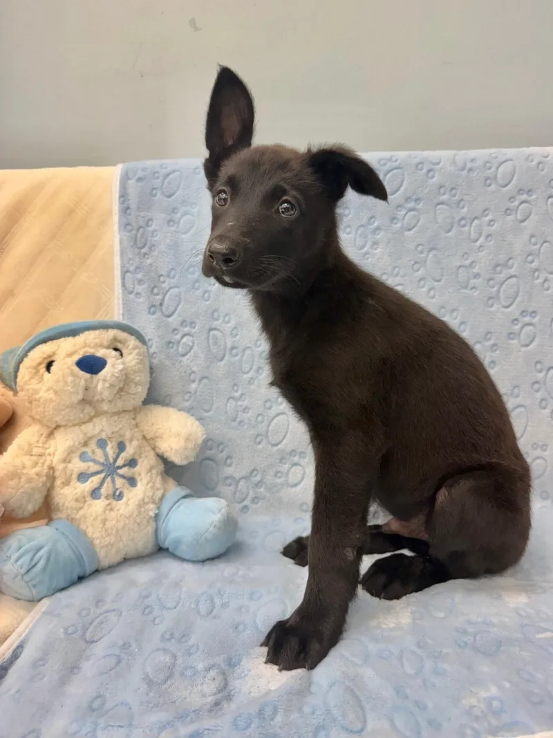 A young medium-sized male Black Belgian Shepherd / Malinois dog named Ozempic for adoption in Miami, FL