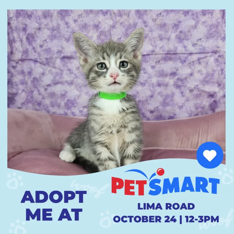 A baby small-sized male Gray / Blue / Silver Domestic Short Hair cat named Sleepy for adoption in Fort Wayne, IN