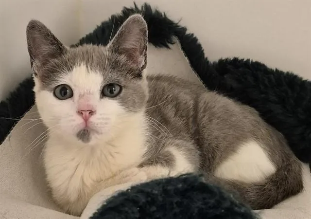 A baby small-sized female Domestic Short Hair cat named Rosie for adoption in Lodi, CA