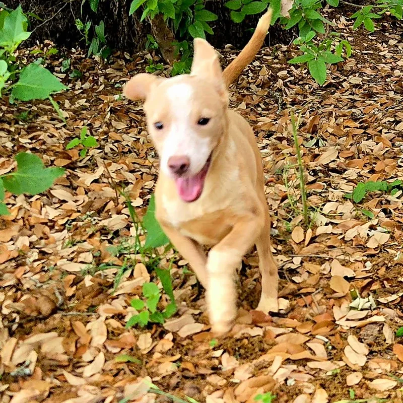 A baby medium-sized male Black Terrier dog named Robby for adoption in Brookeville, MD