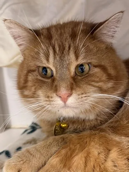 An adult medium-sized male Orange & White Domestic Short Hair cat named Chadwick Worthington III for adoption in Lansing, MI