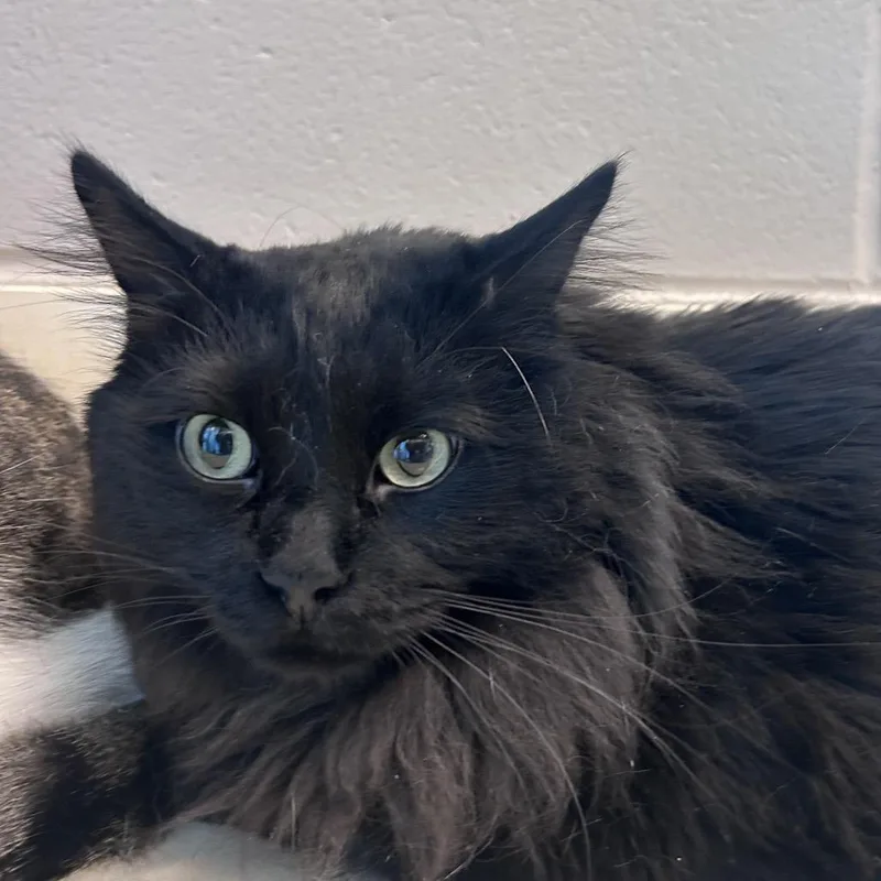 Midnight thumbnail 2